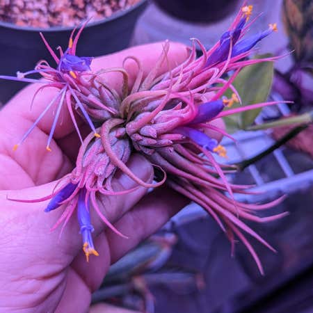Photo of the plant species Tillandsia 'Fuego' by @starfirejem named Keanu Leaves on Greg, the plant care app