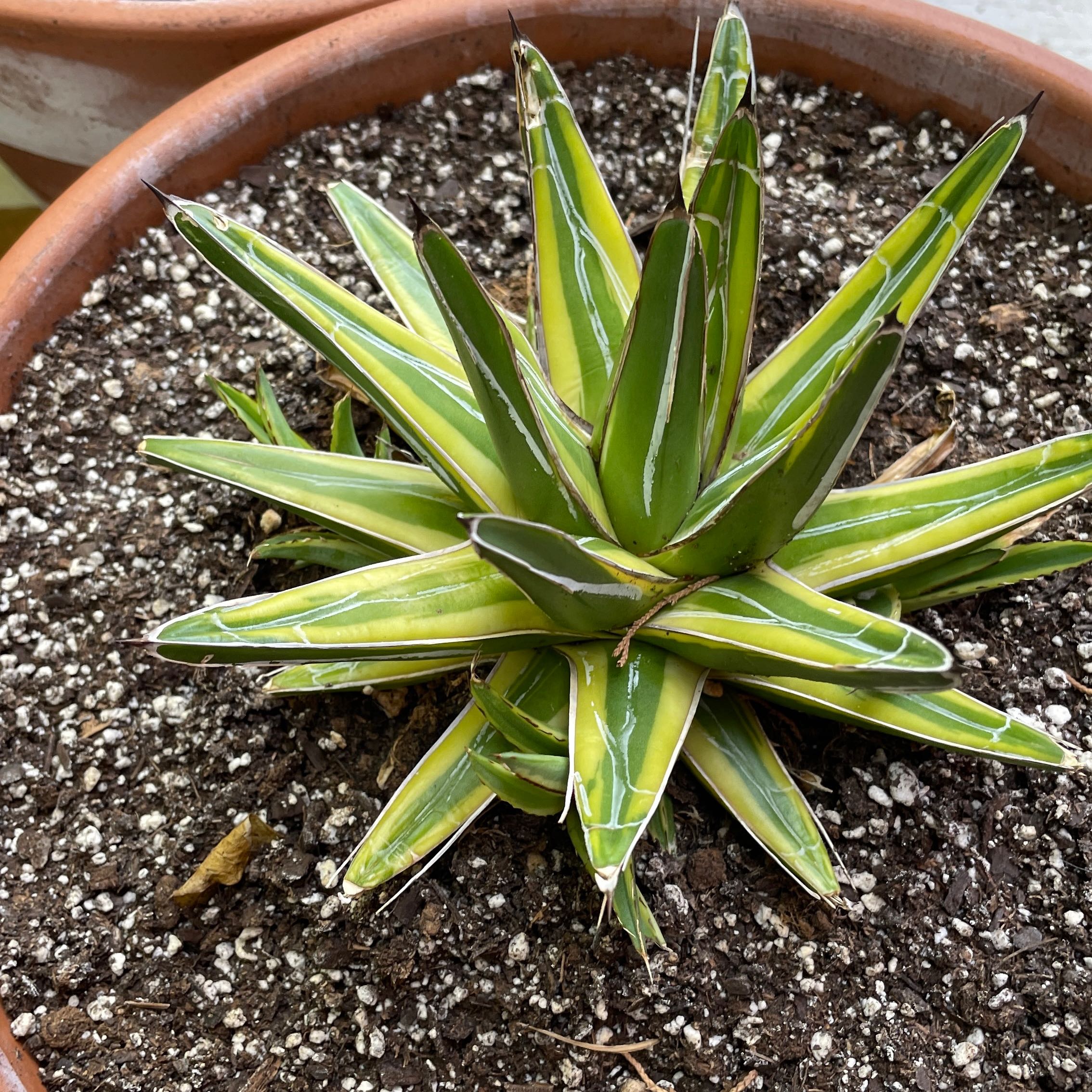 Thorn-Crested Century Plant in a terracotta pot with visible yellowing leaves.