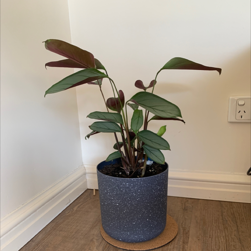 Never Never Plant 'Grey Star' in a pot on a wooden floor, appearing healthy.
