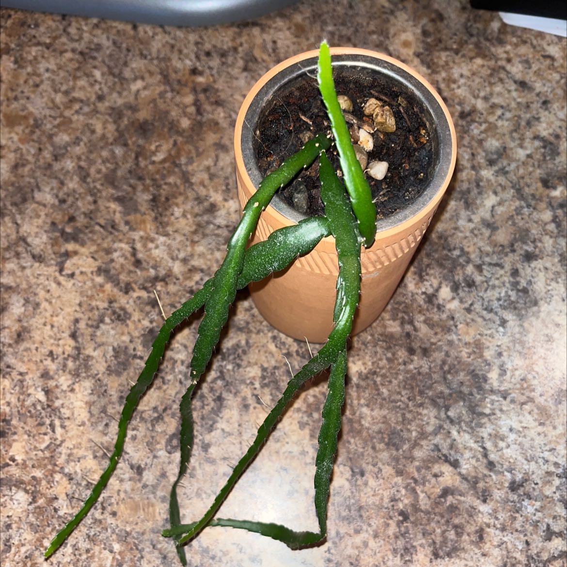 Dutchman's Pipe Cactus in a pot on a countertop with visible soil and elongated green stems.