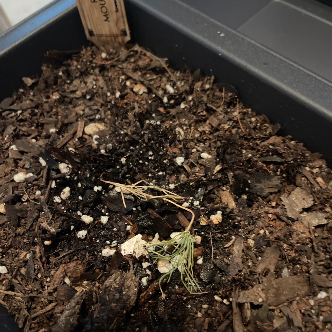 Photo of the plant species Mountain Pine by @GladKanna named Your plant on Greg, the plant care app