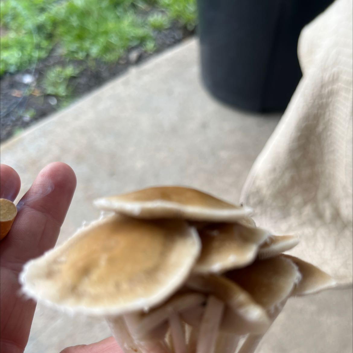 Photo of the plant species Mushroom Herb by @BestRedhill named Your plant on Greg, the plant care app