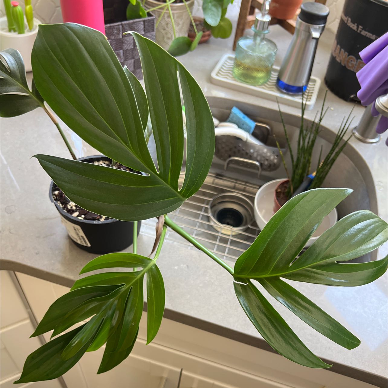 Rhaphidophora decursiva plant with healthy green leaves near a kitchen sink.