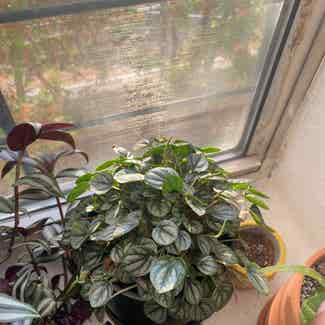 Silver Frost Peperomia plant in New York, New York
