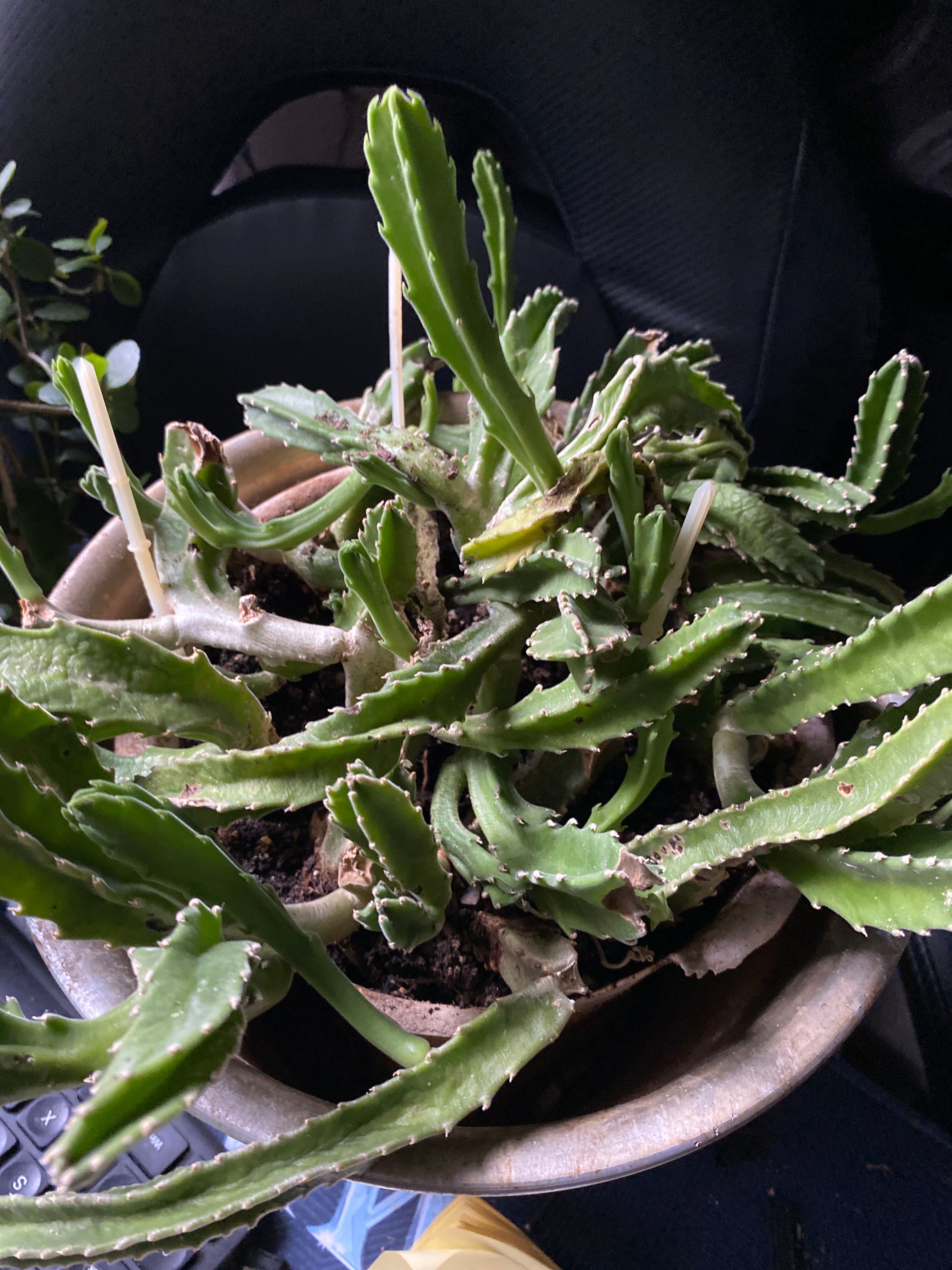 🌸 Carrion Flower Hardiness Zones Ultimate Guide 9a11b