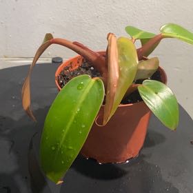 Photo of the plant species Red Sun Philodendren by @Pittyplantlover named Sunny on Greg, the plant care app