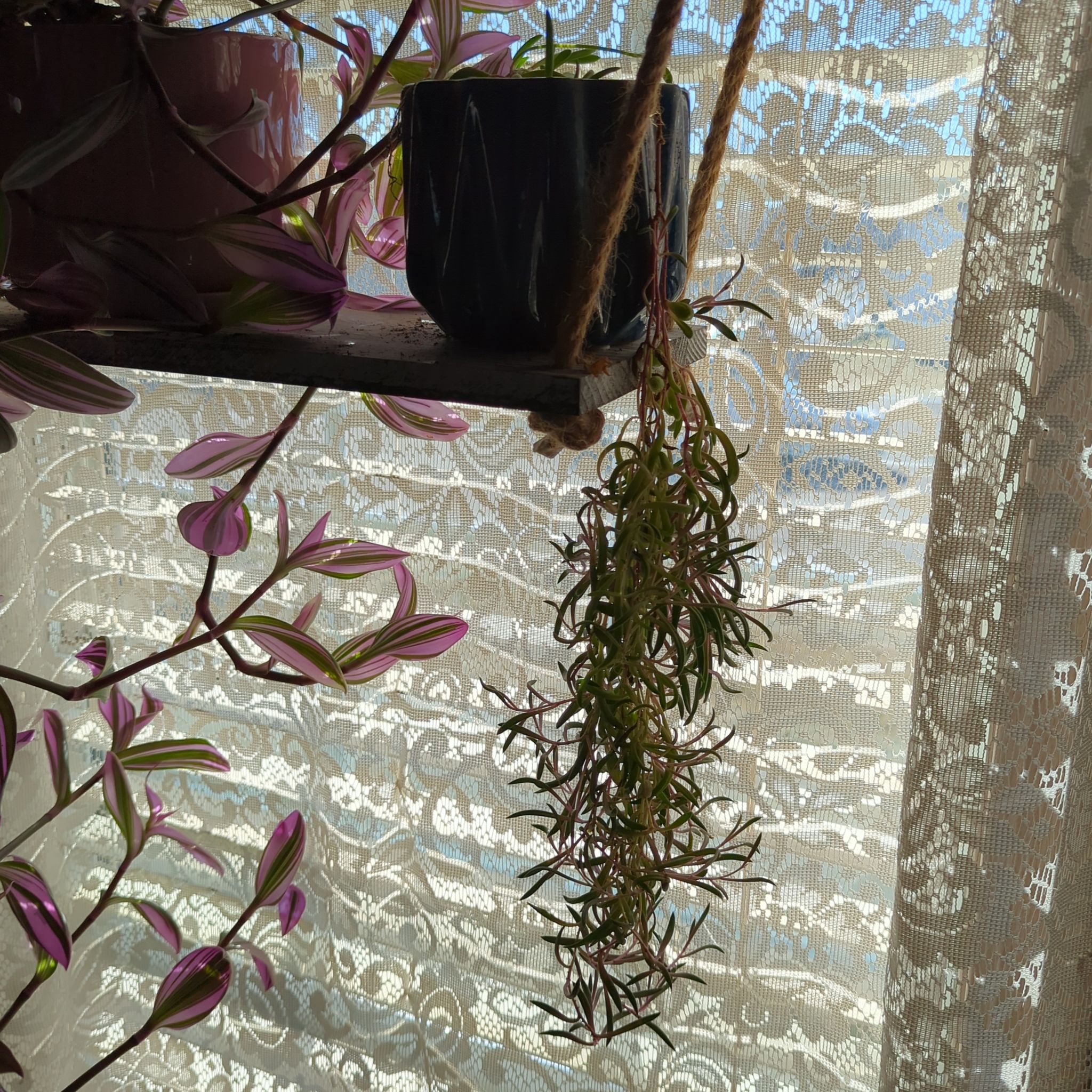 Hanging ruby necklace plant in a pot with green and purple leaves, against a lace curtain background.