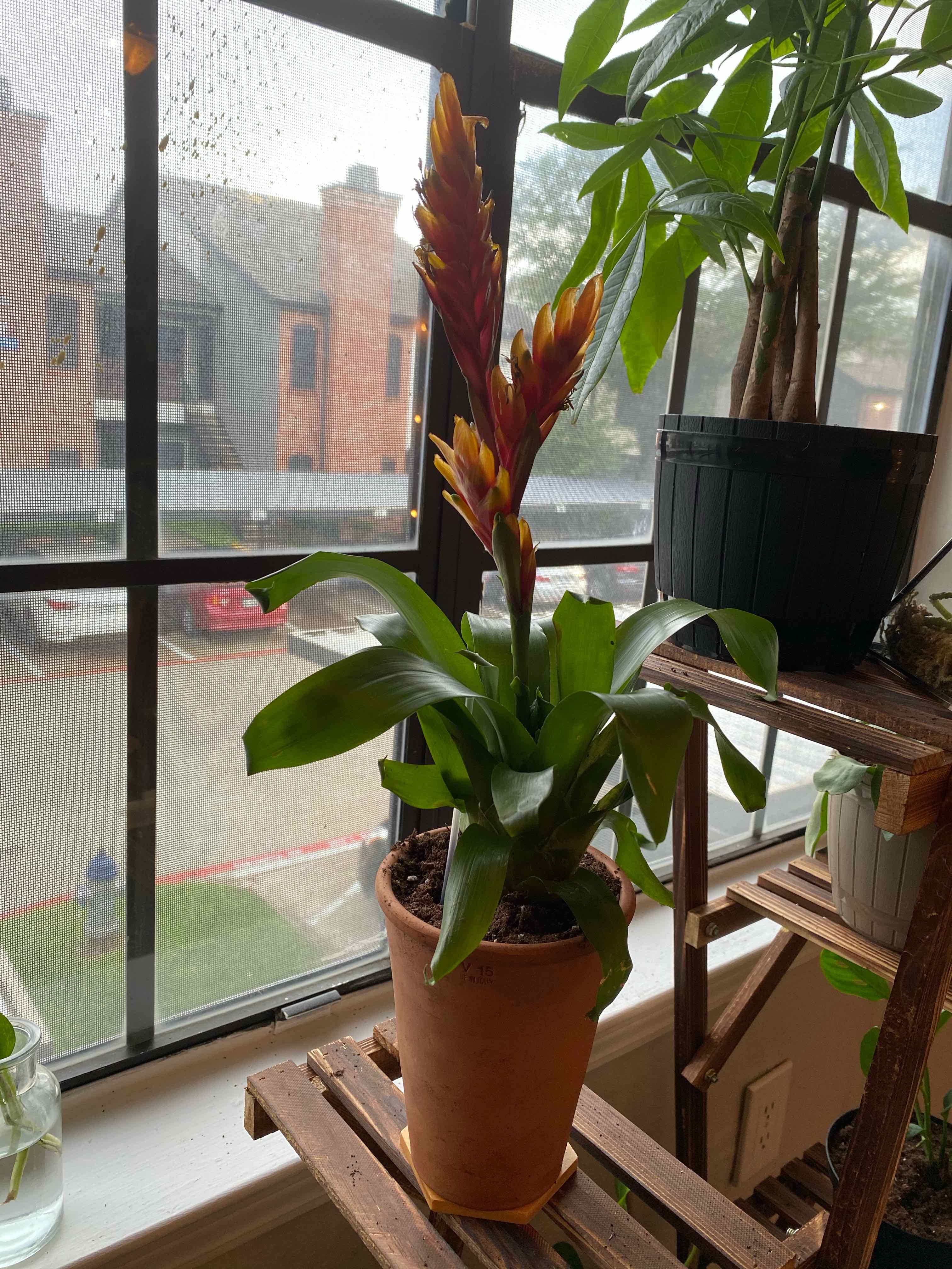 Flaming Sword Bromeliad in a terracotta pot with vibrant flowers on a wooden shelf by a window.