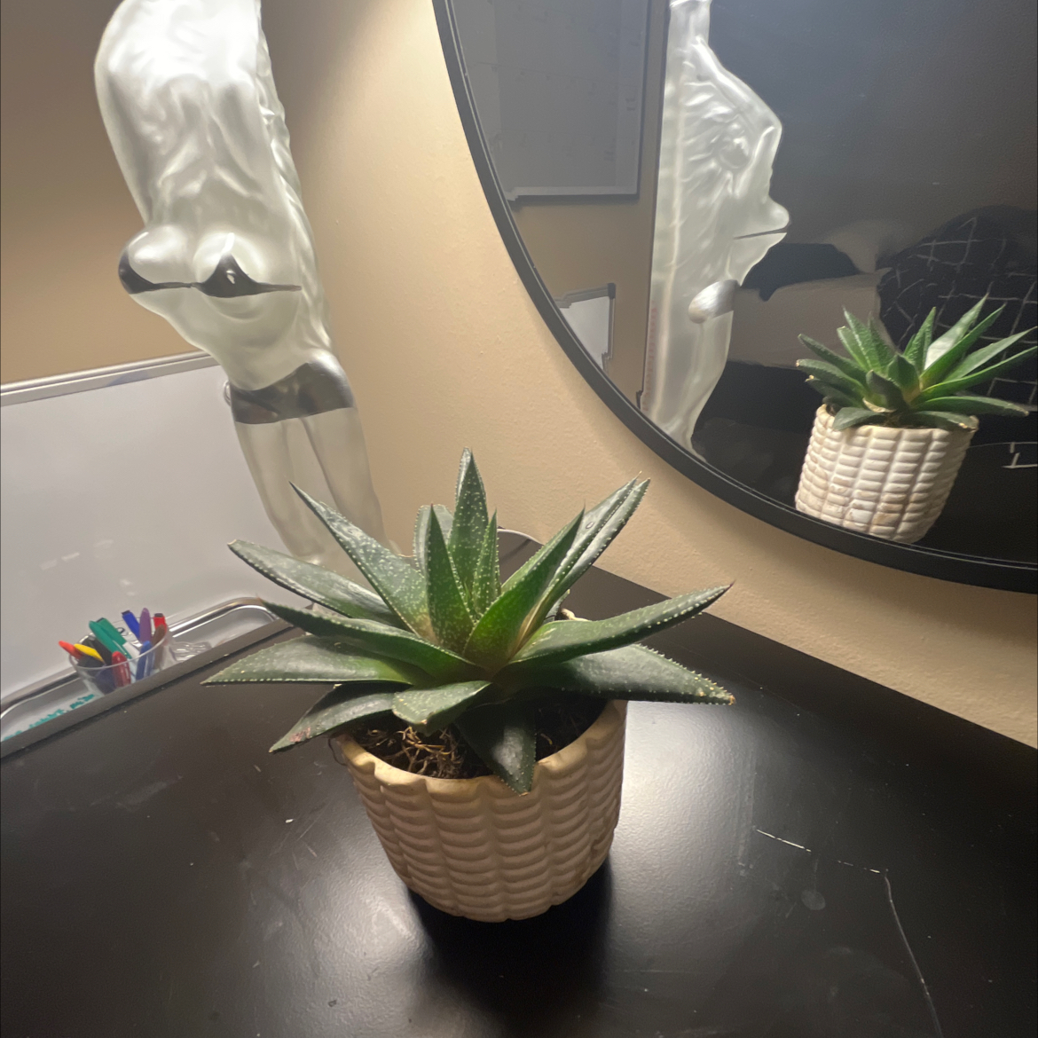 Gasteraloe 'Flow' plant in a pot on a dark surface with a mirror in the background.