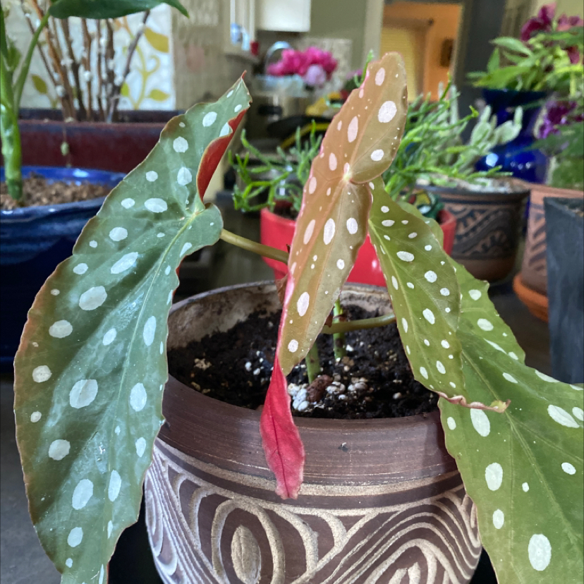 Photo of the plant species Variegated Begonia maculata by @RulerOrchid named Boyd on Greg, the plant care app