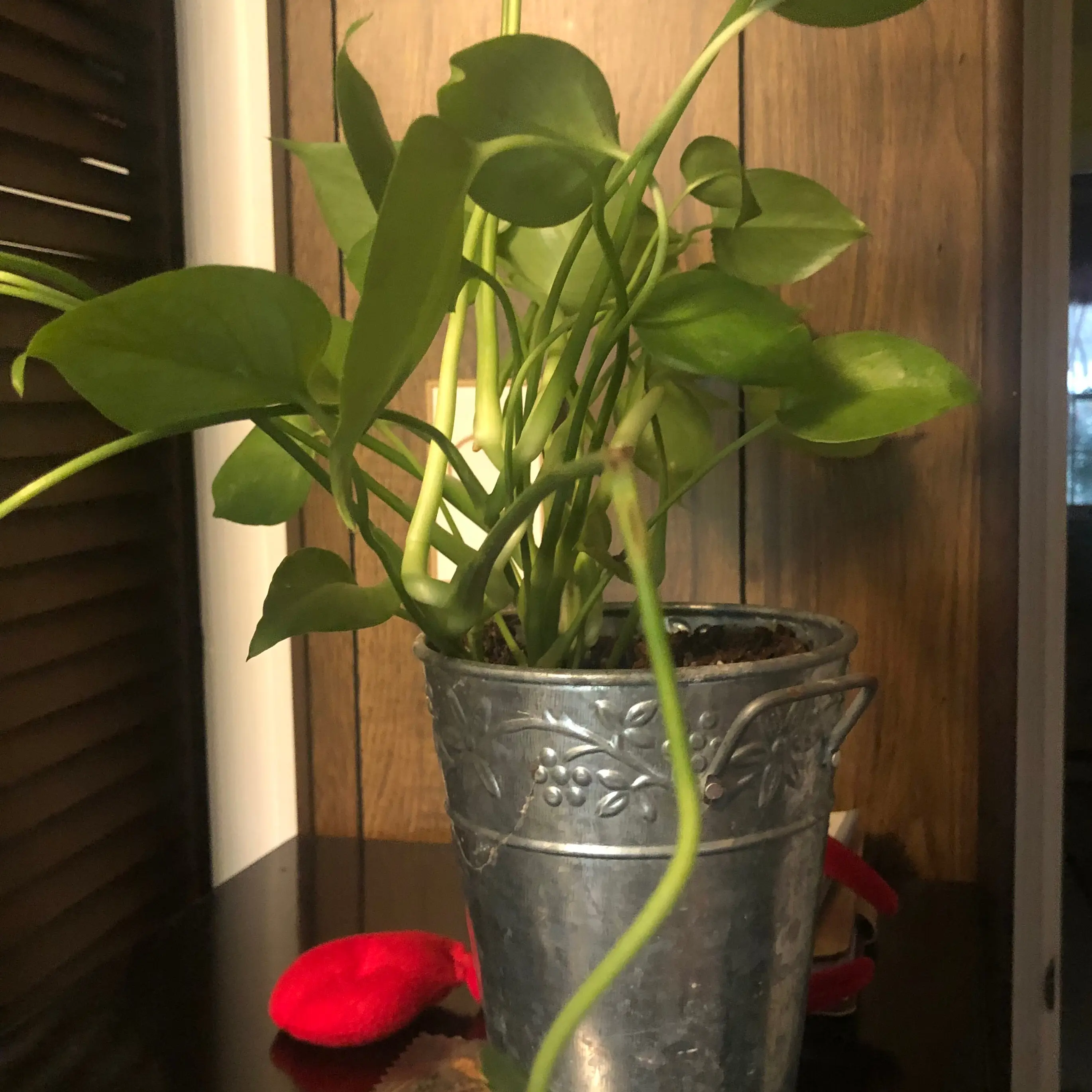 Little Monstera