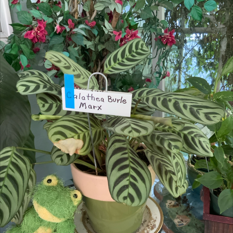 Photo of the plant species Calathea burle-marxii by @PreciseCorkelm named Winston on Greg, the plant care app