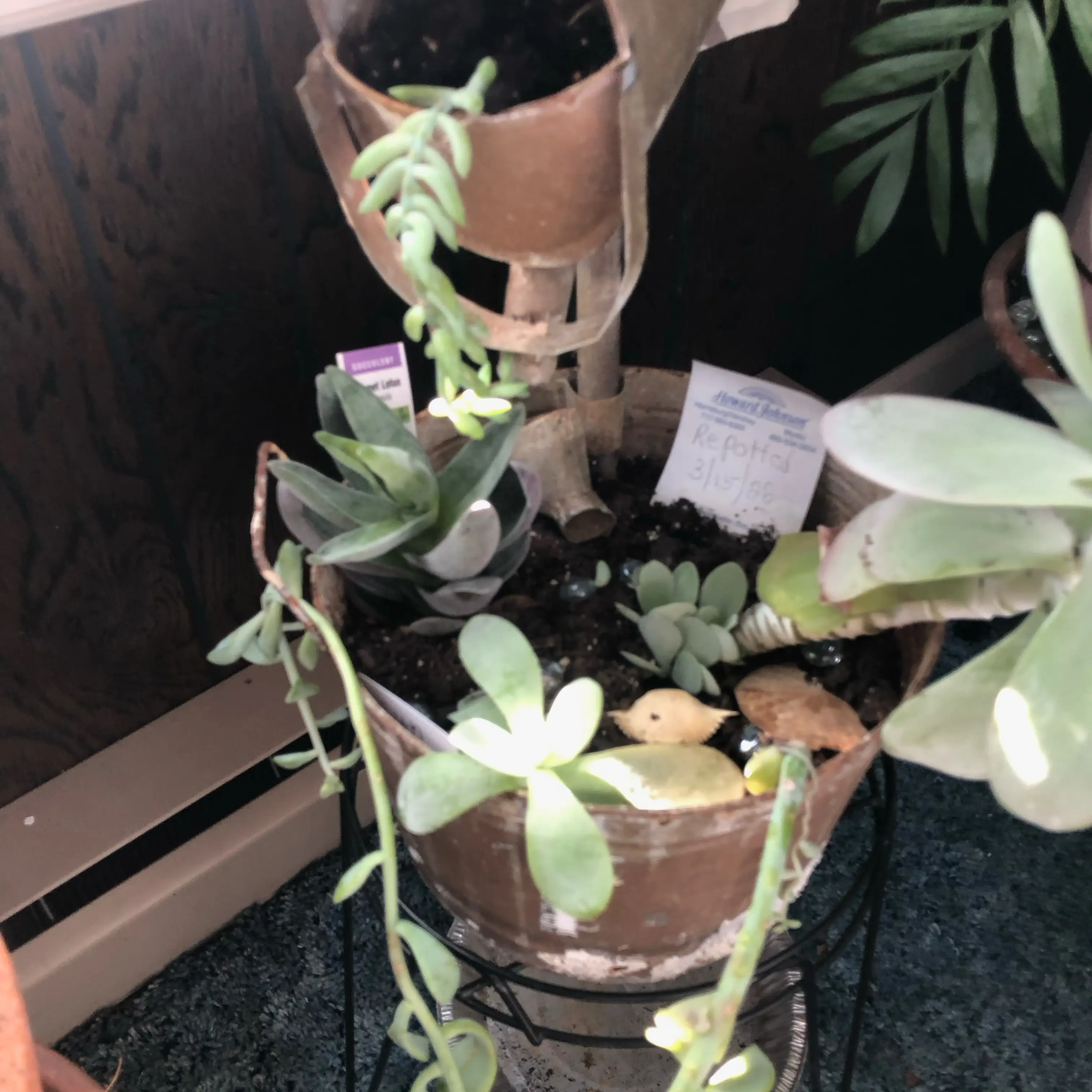 Photo of the plant species Crassula 'Garnet Lotus' by @PreciseCorkelm named Forrest on Greg, the plant care app
