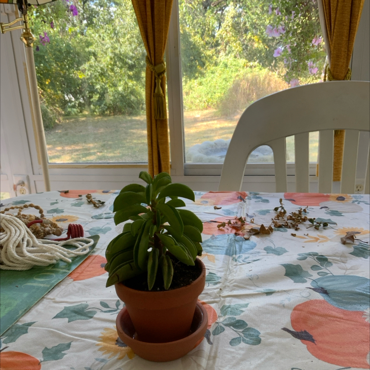 Photo of the plant species Peperomia dolabella by @PreciseCorkelm named Planty on Greg, the plant care app