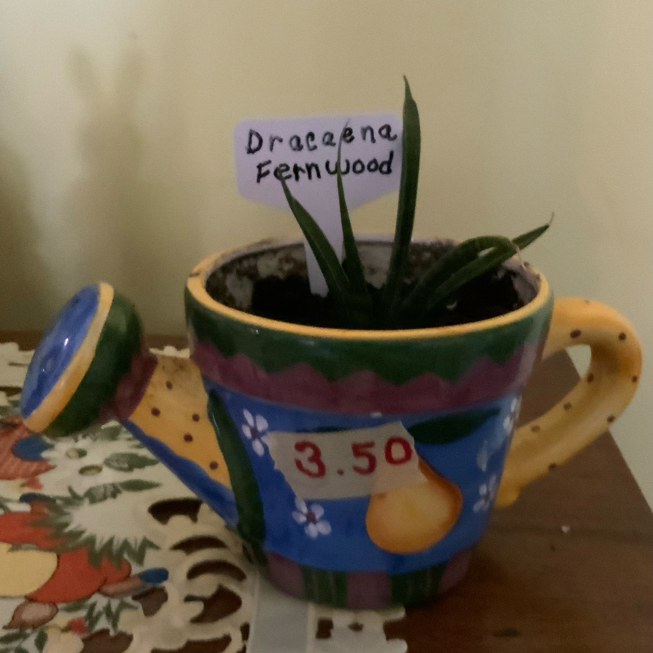 Photo of the plant species Dracaena 'Fernwood' by @PreciseCorkelm named Kylie on Greg, the plant care app