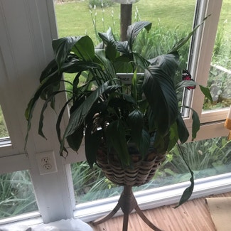 Peace Lily plant in Chambersburg, Pennsylvania
