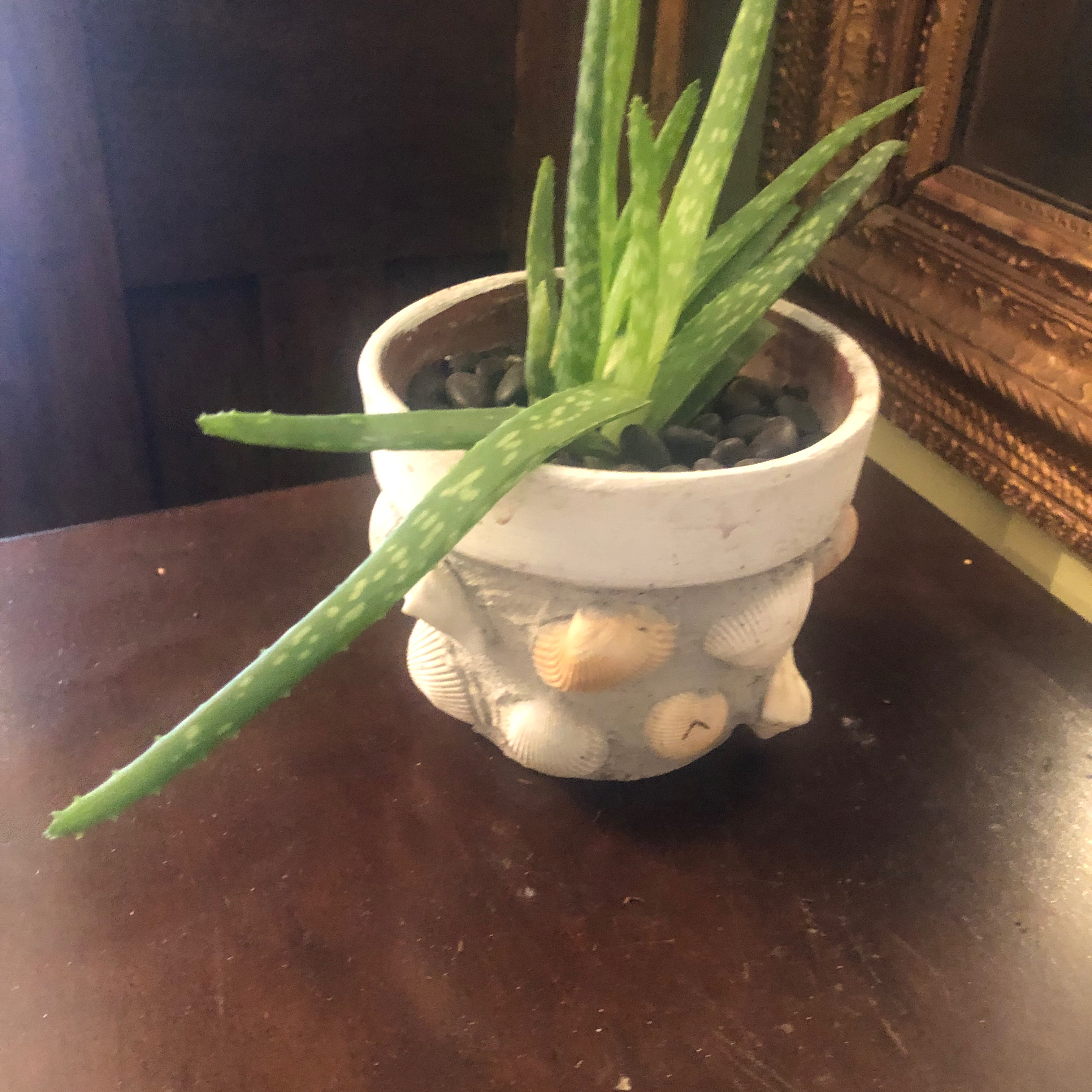 Your plant