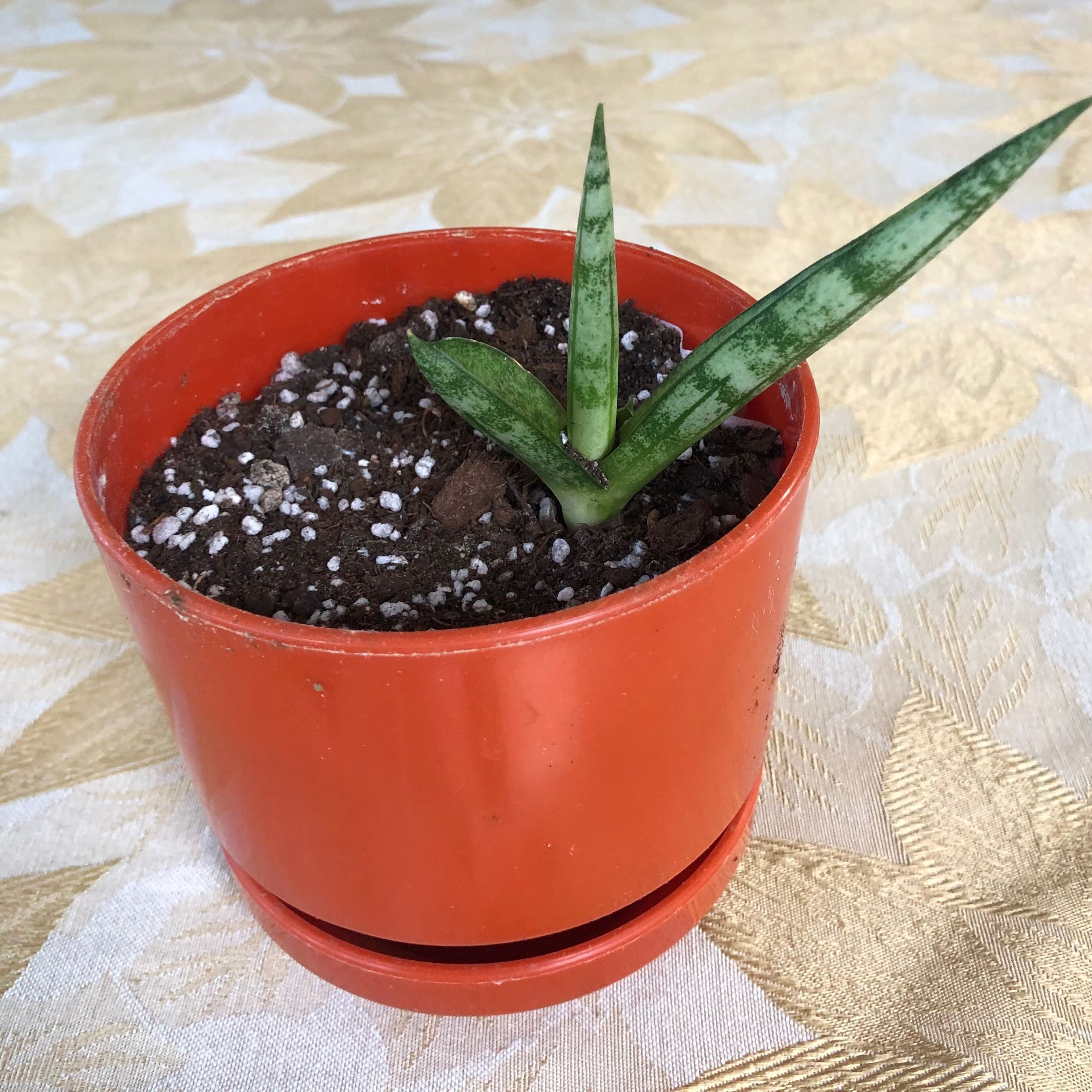Plant care for Fat Leaf Snake Plant on Greg, the plant care app