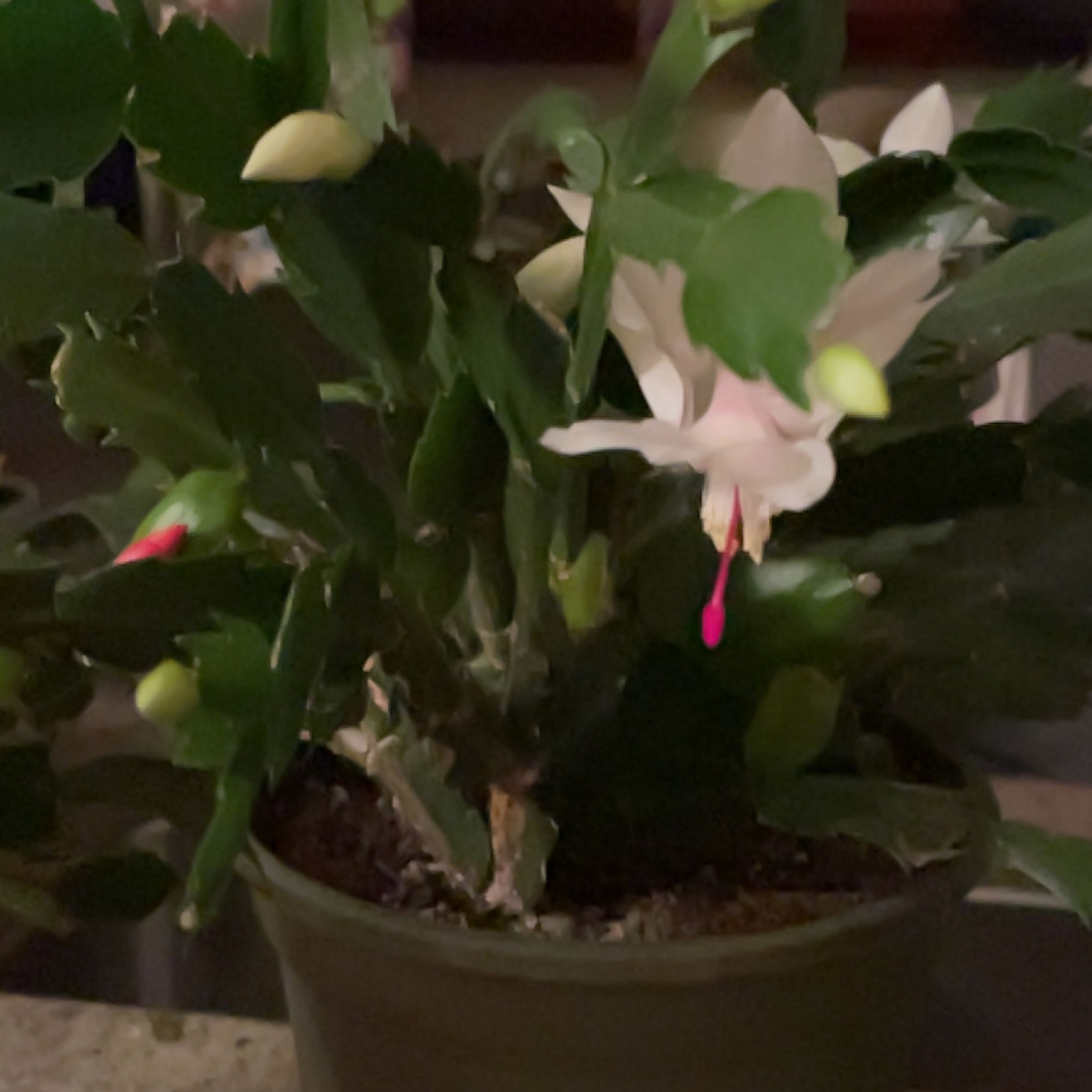 Christmas Cactuses
