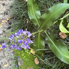 Photo of the plant species Blue Ginger by @VillageCarole named Lola on Greg, the plant care app