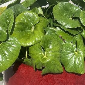 Photo of the plant species Leopard Plant by @VillageCarole named Dolores on Greg, the plant care app