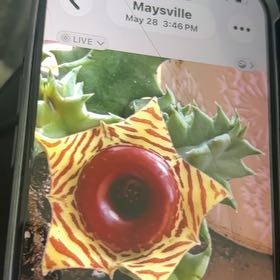Photo of the plant species Sea Lettuce by @VillageCarole named Navajo on Greg, the plant care app