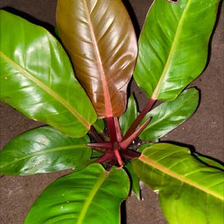 Blushing Philodendron plant in Somewhere on Earth