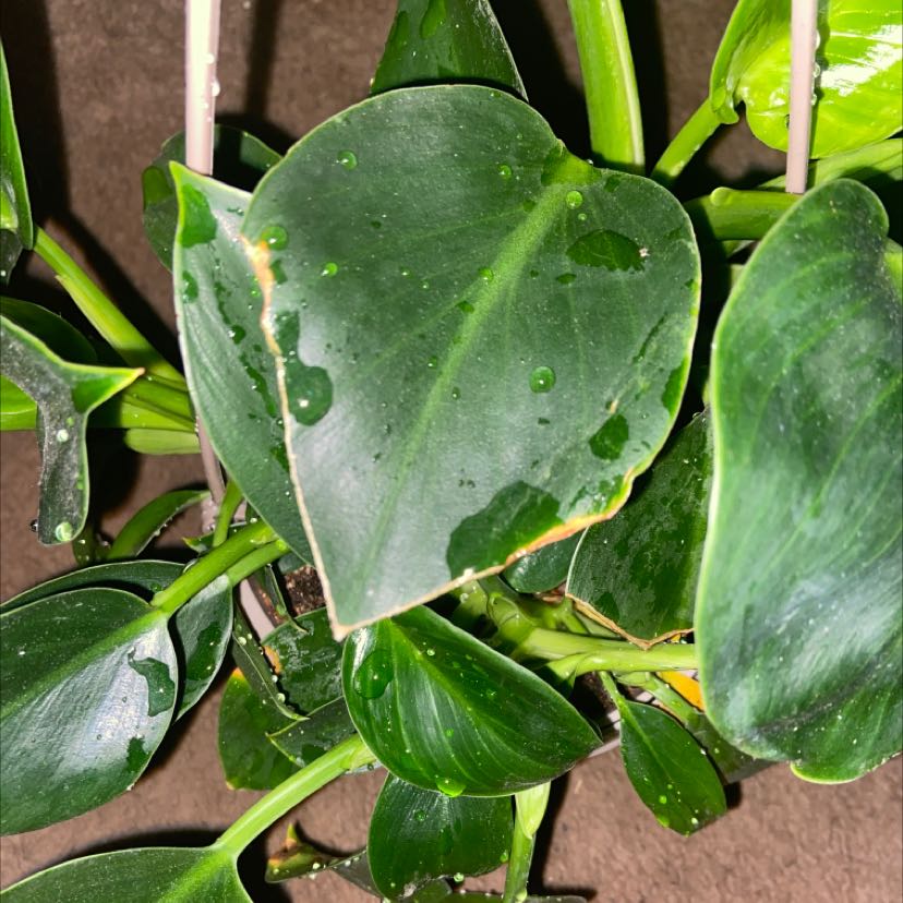 Plant care for Spineless Caper Bush on Greg, the plant care app