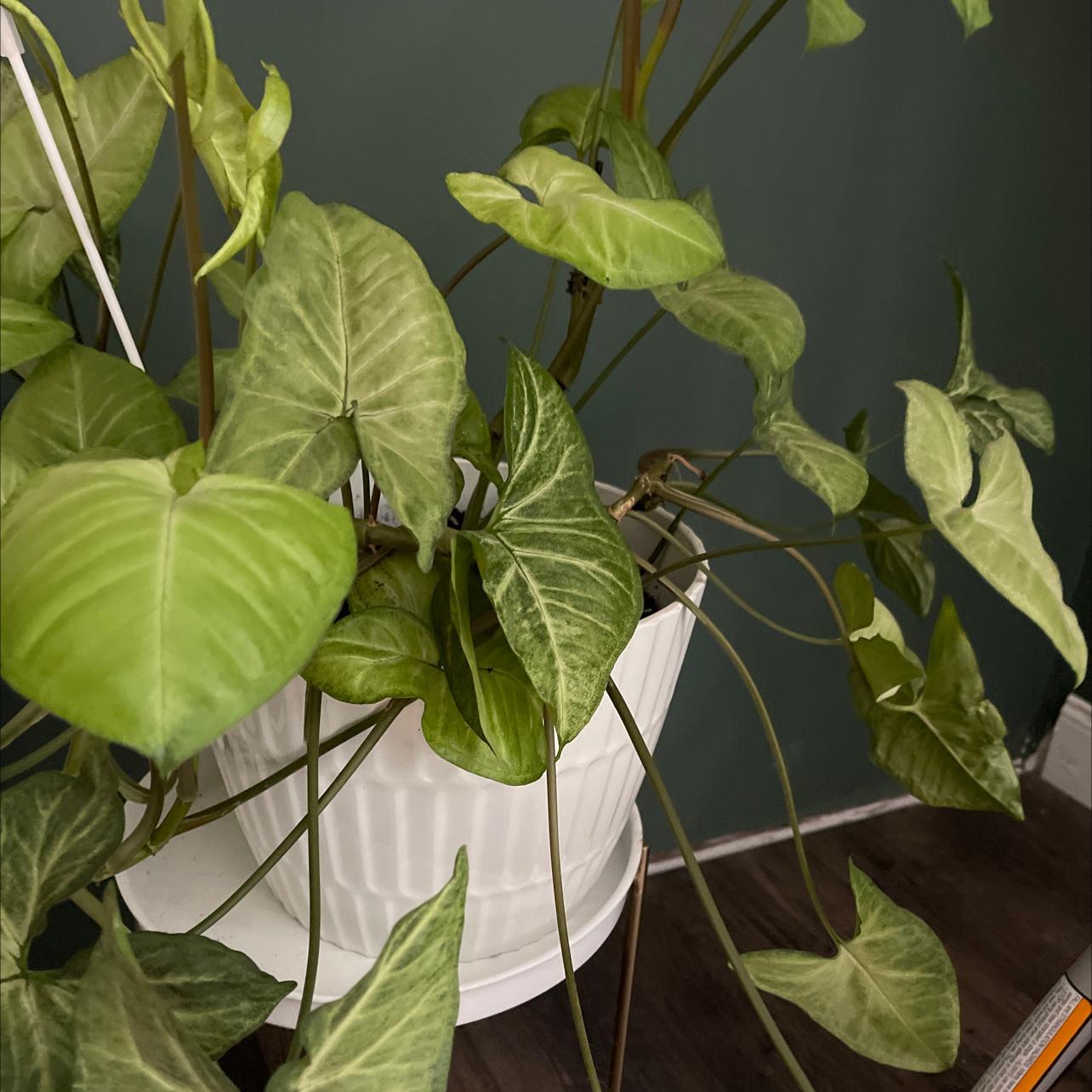Syngonium 'White Butterfly' plant in a white pot with some yellowing leaves.