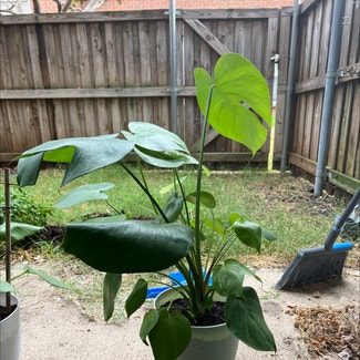 Monstera plant in Carrollton, Texas