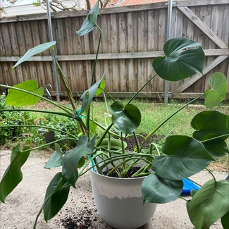 Heartleaf Philodendron plant in Carrollton, Texas