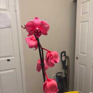 Phalaenopsis Orchid plant in Carrollton, Texas