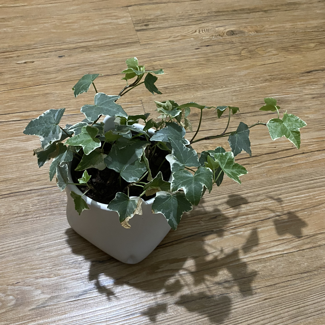 English Ivy plant photo by @Vikas_plants named Ivy on Greg, the plant care app.