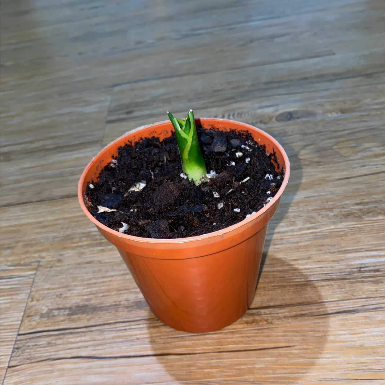 Snake Plant plant photo by @Vikas_plants named Snake on Greg, the plant care app.