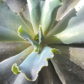 Photo of the plant species Echeveria 'Violacina' by @Megaleemart named Tupot amaroot on Greg, the plant care app