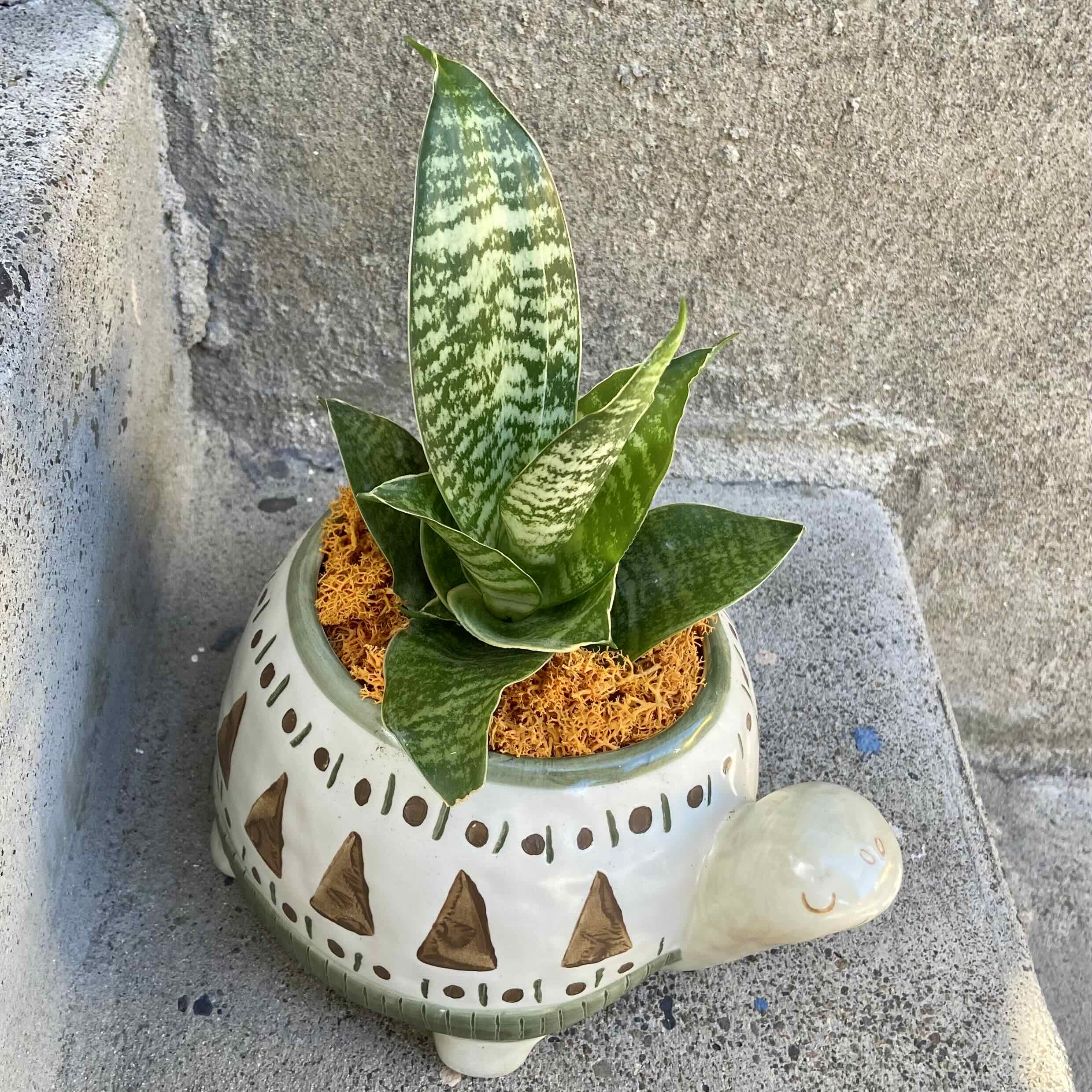 Black Star Snake Plant in a decorative turtle-shaped pot, healthy with vibrant green leaves.