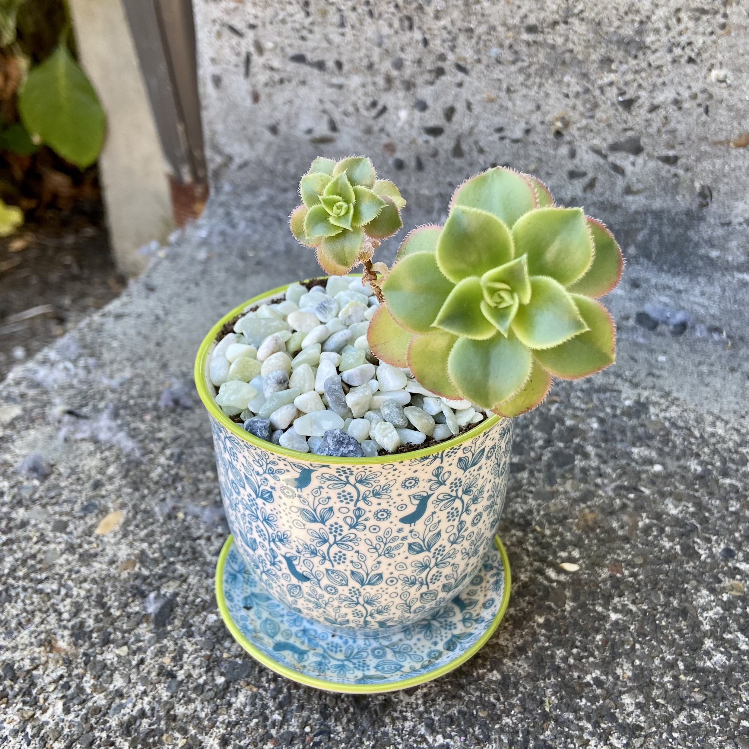 Aeonium 'Kiwi' plant in a decorative pot with white pebbles, healthy green leaves with red edges.