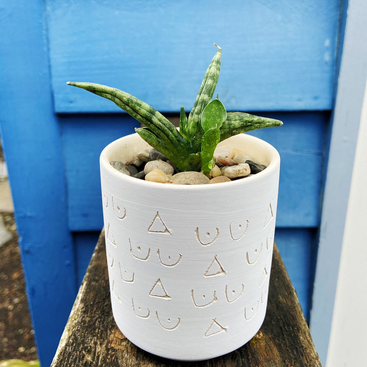 Variegated Starfish Snakeplant in a white pot with geometric patterns, placed on a wooden surface.