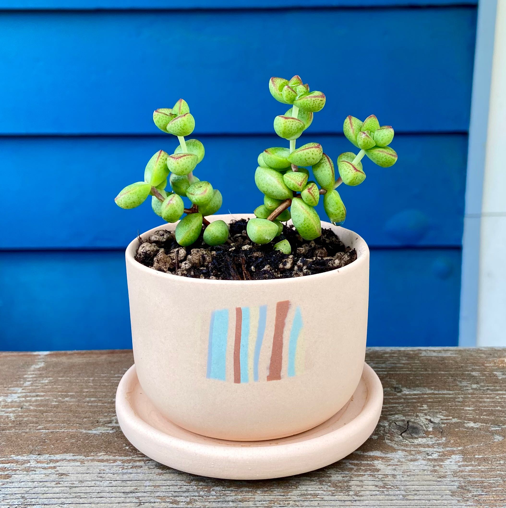 Plant care for Flaming Katy on Greg, the plant care app