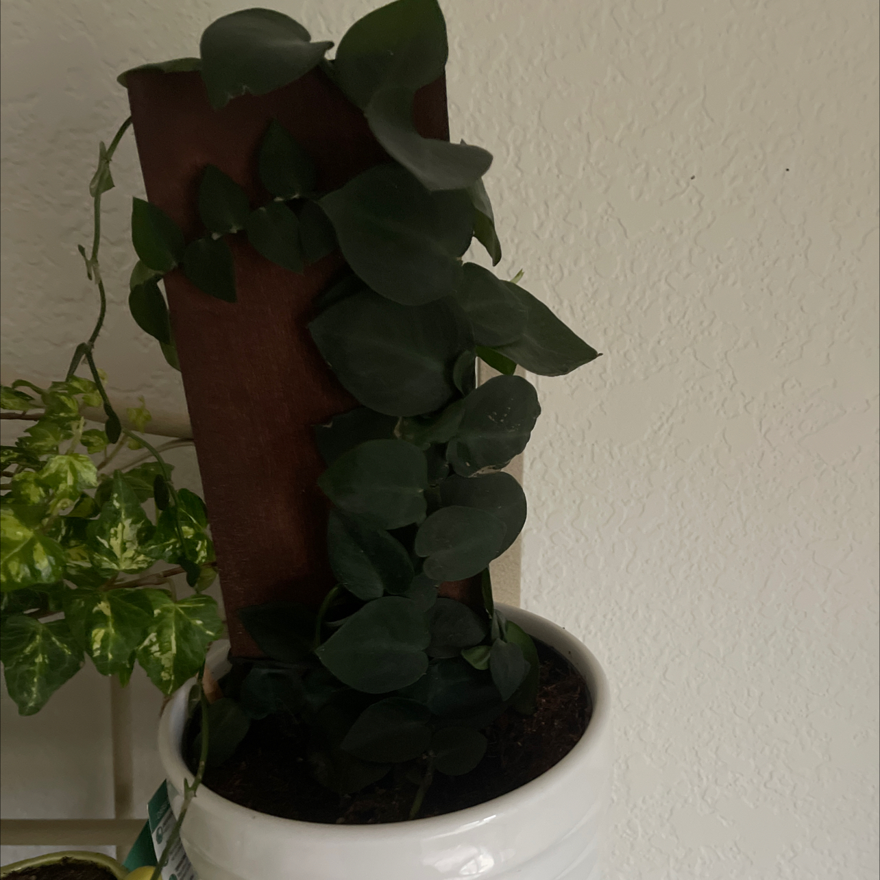 Photo of the plant species Bronze Shingle Plant by @FabHawthorn named Your plant on Greg, the plant care app