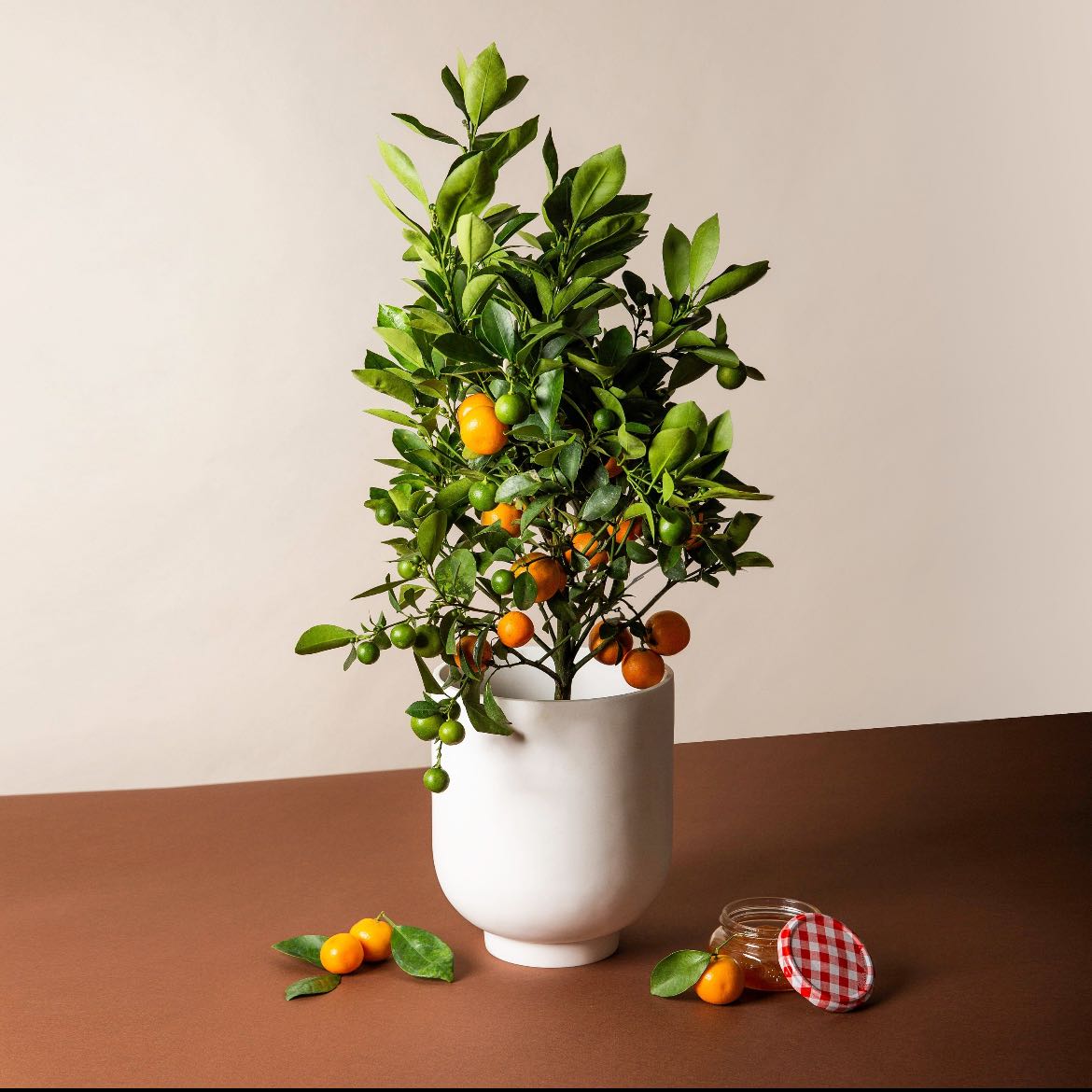 Healthy Calamondin plant in a white pot with vibrant green leaves and orange fruits.