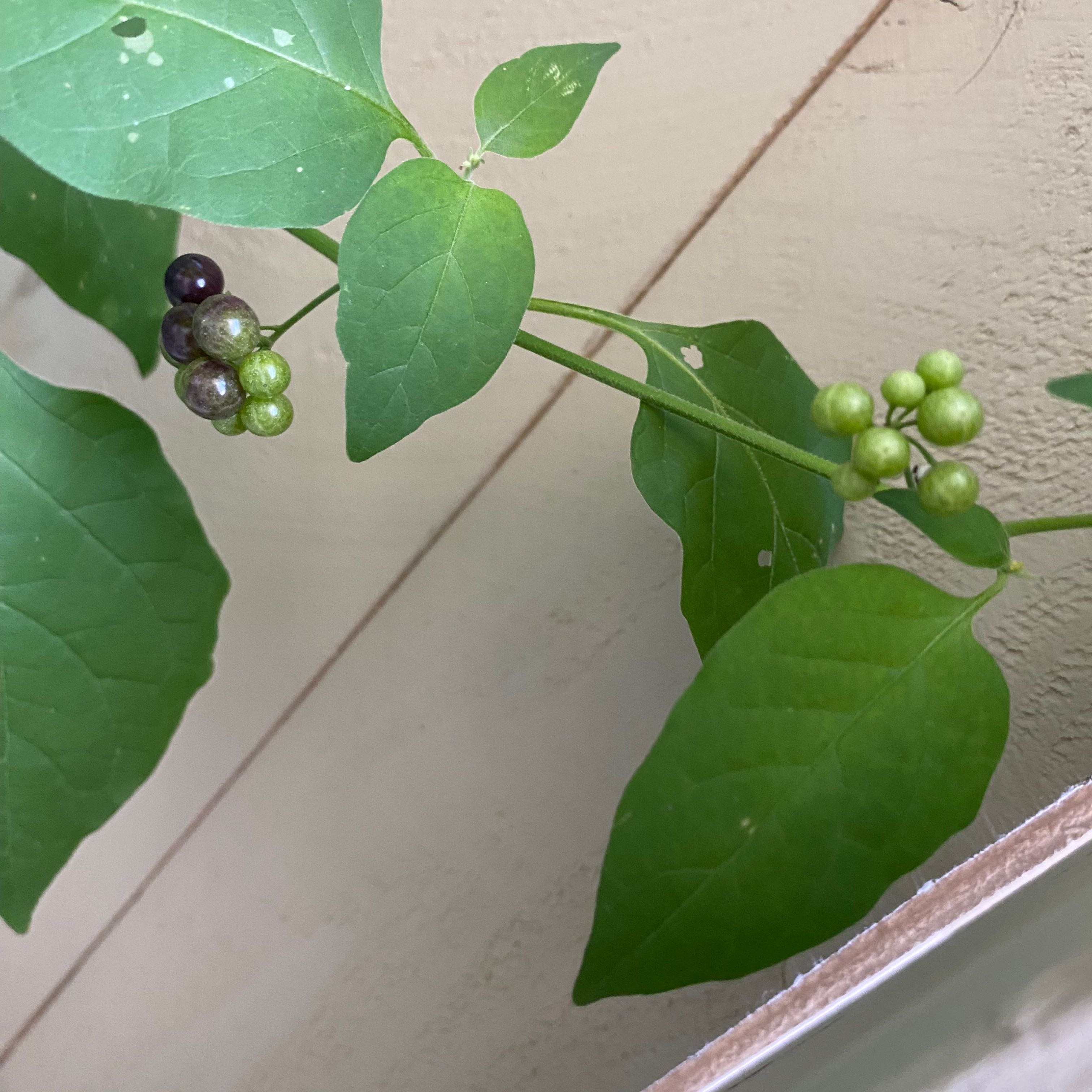 American Black Nightshade plant with green leaves and clusters of small berries, some dark purple and others green.