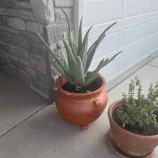 Aloe Vera plant in Saratoga Springs, Utah