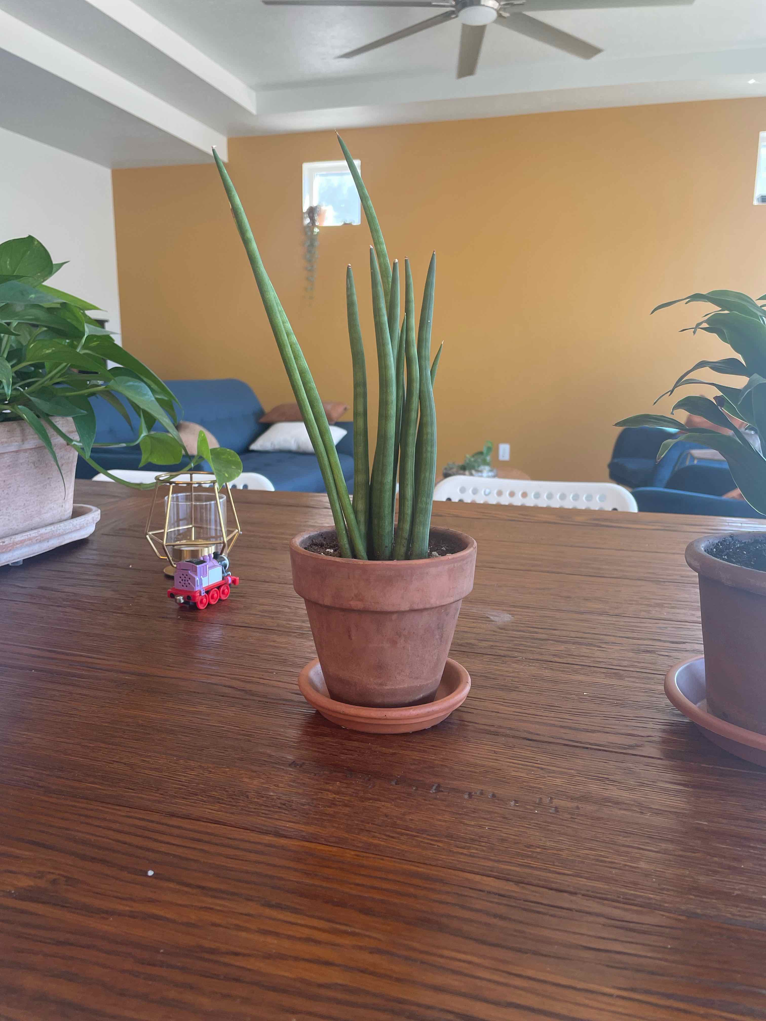 Cylindrical Snake Plant in a terracotta pot on a wooden table in a living room setting.