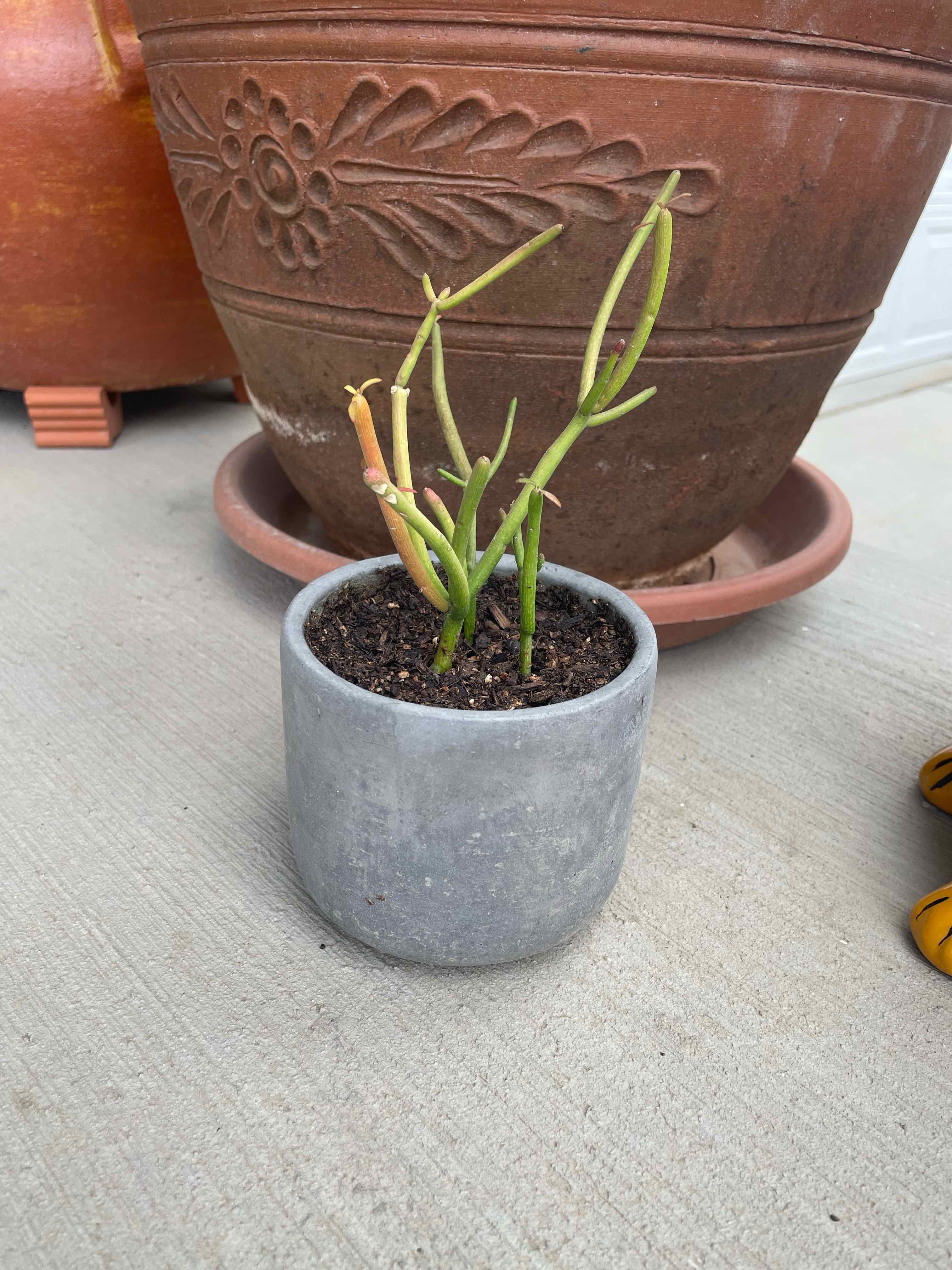Pencil Cactus in a small pot with some yellowing and browning stems, placed in front of a large decorative pot.