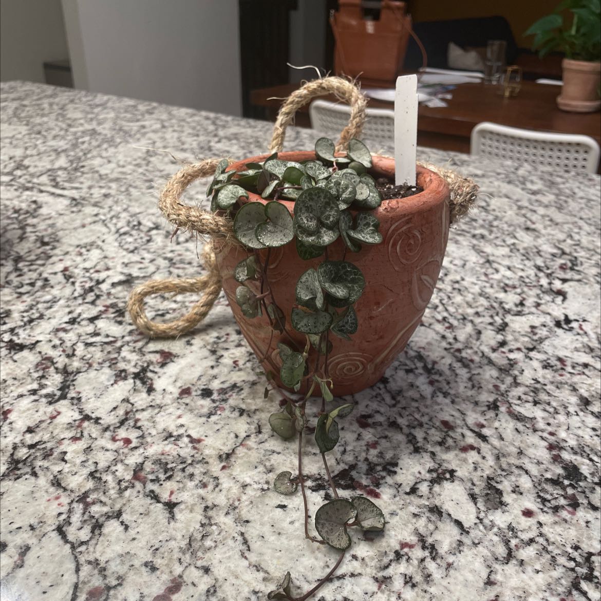 Healthy Chain of Hearts plant with trailing stems and heart-shaped leaves in a hanging terracotta pot on a countertop.