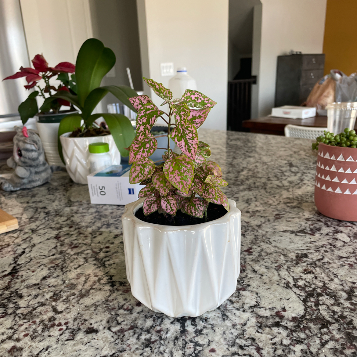 Healthy polka dot plant with pink and green leaves in a white geometric pot, surrounded by other houseplants.