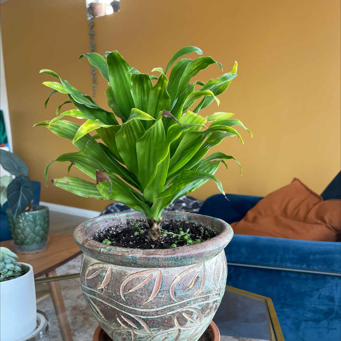 Dracaena 'Janet Craig Compacta' plant in a decorative pot with some browning leaf tips.
