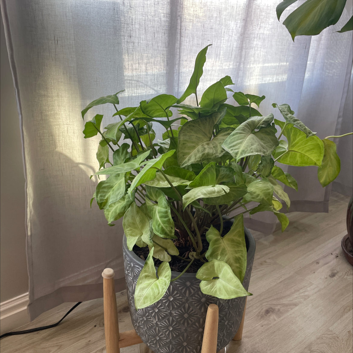 Syngonium 'White Butterfly' plant in a decorative pot on a wooden stand near a window.