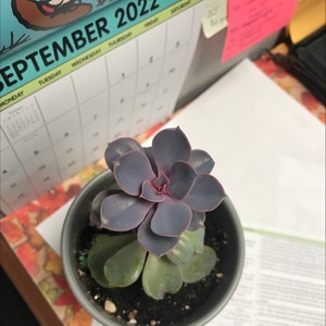 Pearl Echeveria plant photo by Goodytaraire named Ralph on Greg, the plant care app.